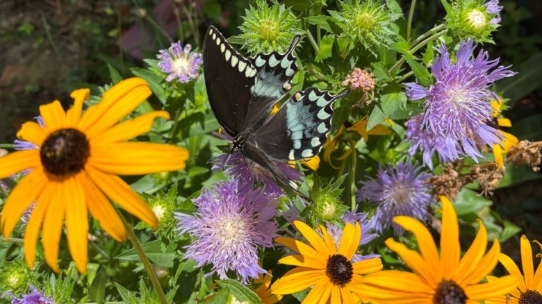 Close up of black eyed susans and asters