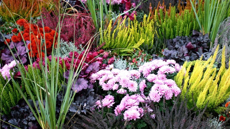 A colorful autumn flower bed