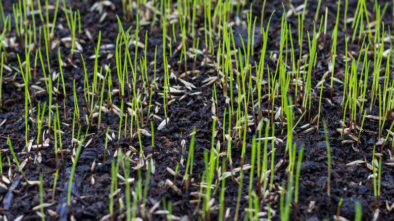 Grass seeds sprouting in moist soil