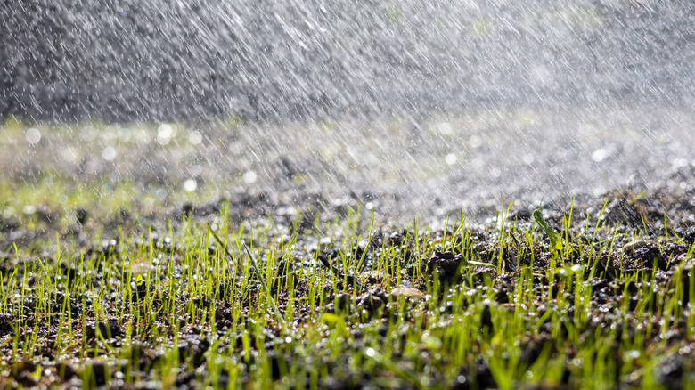 Heavy rain pouring on newly germinated grass