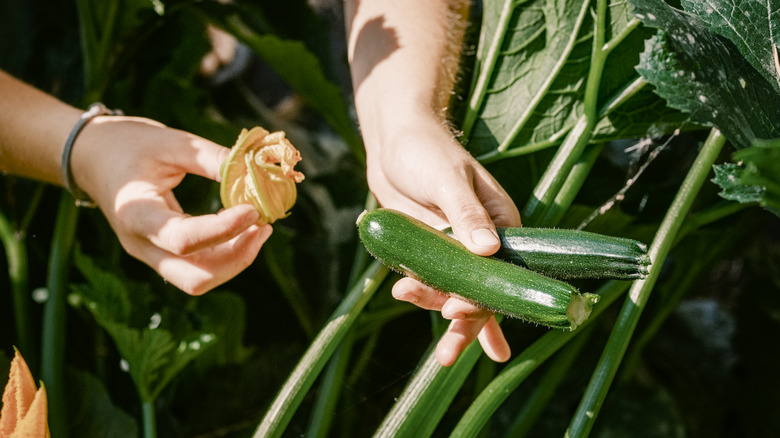 Hands holding two small zucchinis and a curled up zucchini flower with the zucchini plant in the background
