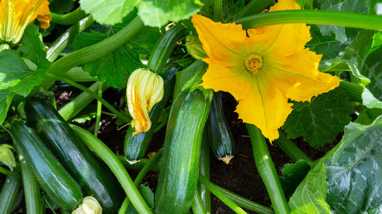 Zucchini plant with zucchini to harvest and bright yellow flowers