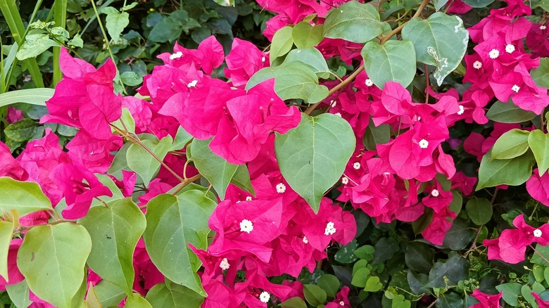 bougainvillea plant