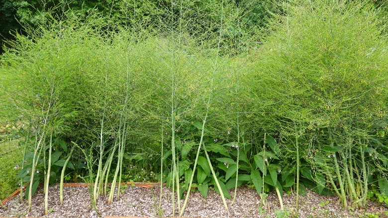 Asparagus in raised beds