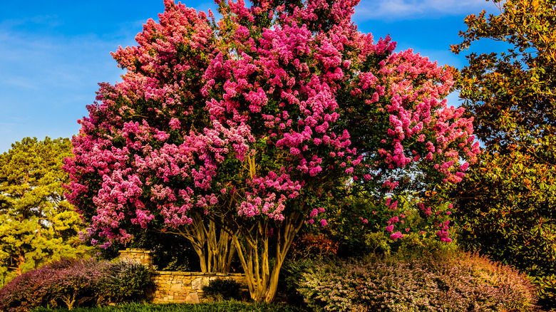 blooming crepe myrtle