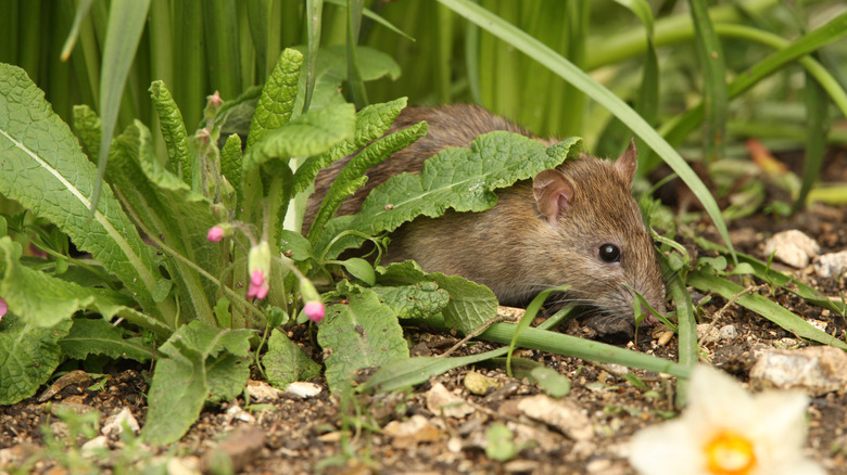 A rat looking for food