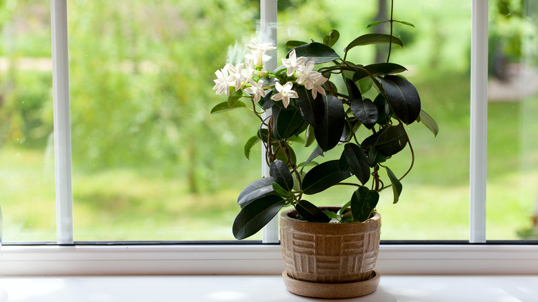 jasmine room plant