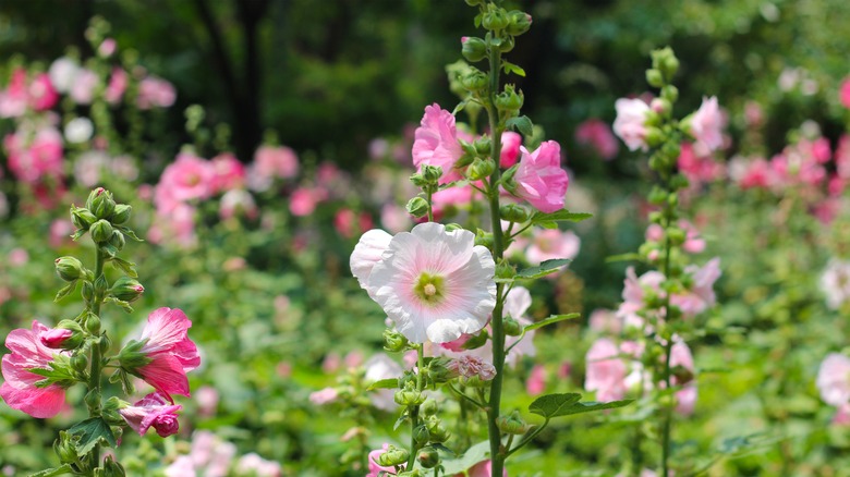 field of hollyhock flowers