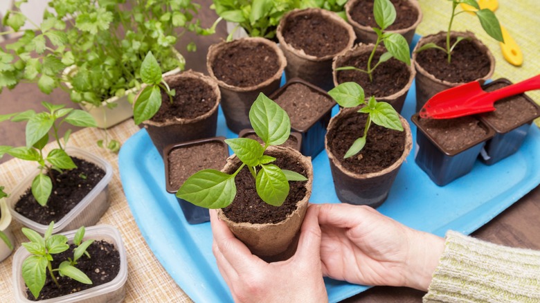 growing young plants in pots