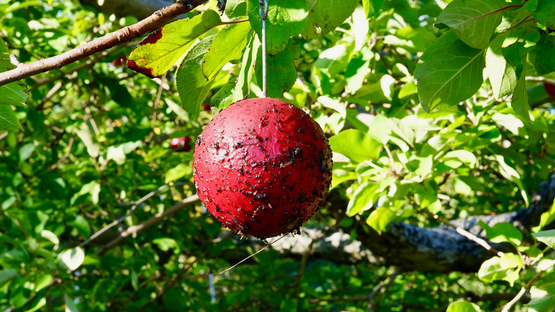 Apple-shaped fruit fly trap
