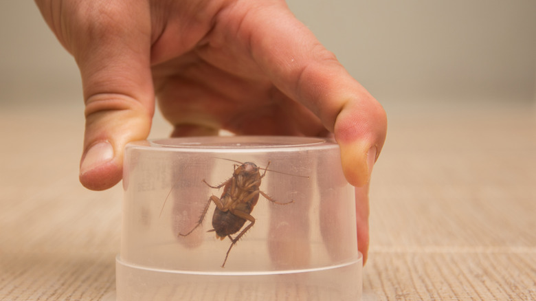 Cockroach trapped in jar