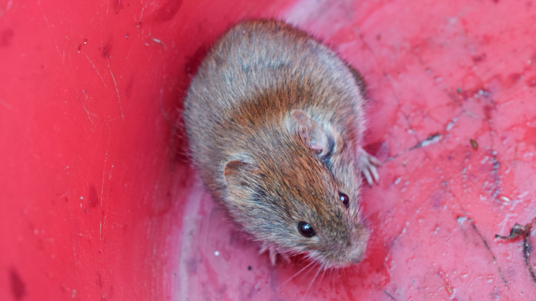 Mouse in a bucket