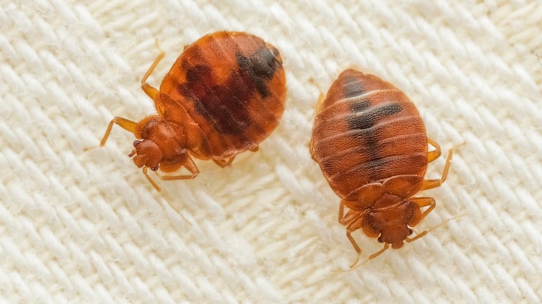 Bed bugs on cloth