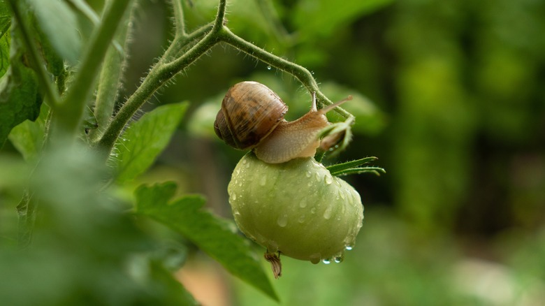 Snail attacking a green tomato