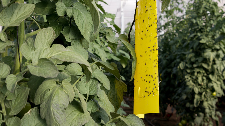 Yellow whitefly trap