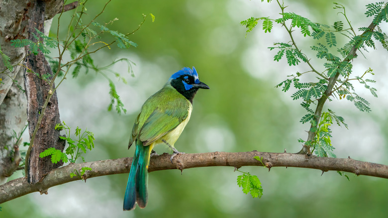 green jay sitting on a branch