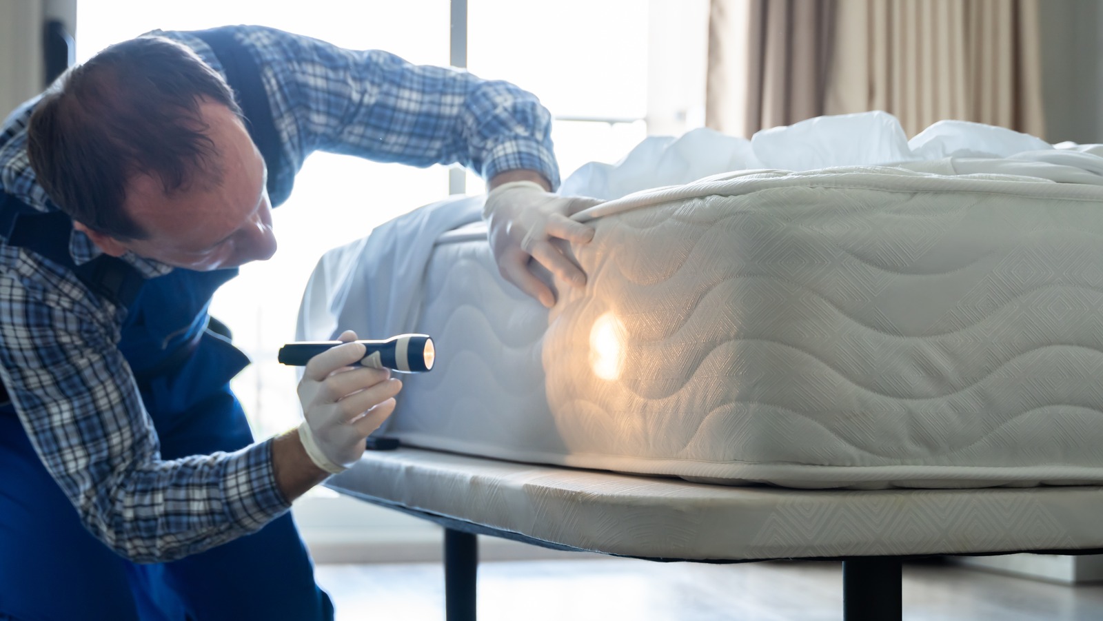 Where Do Bed Bugs Come From?