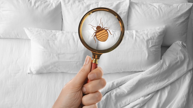 magnifying glass detecting bug 