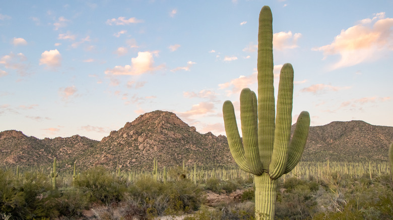 saguaro cactus in desert