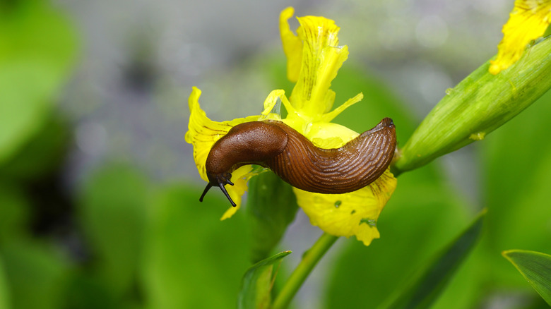 Red slug (Arion rufus) or Spanish slug (Arion vulgaris,)feeding on flowers of a yellow iris.