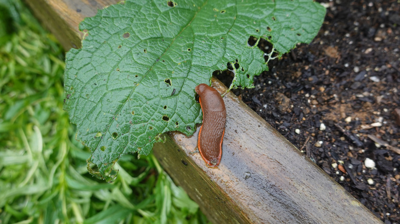Reddish-brown slug crawling on wet wooden border of garden bed, near a partially eaten leaf, illustrating garden pest issues.