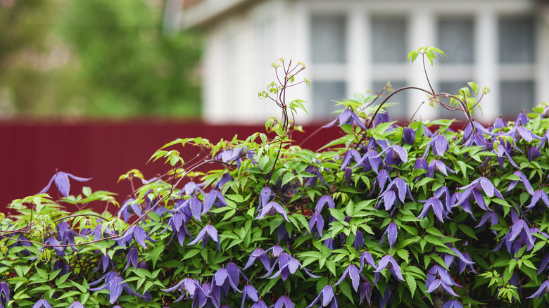 clematis hedge in garden