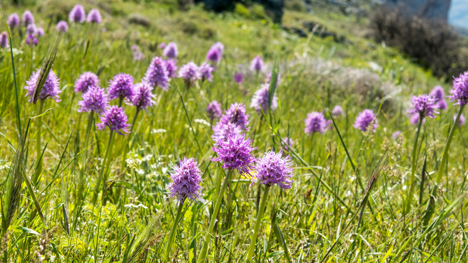 The Naked Man Orchid Plant Lives Up To Its Name, And You Can Grow One Too