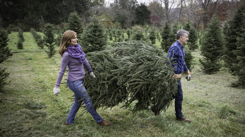 couple carrying a live Christmas tree