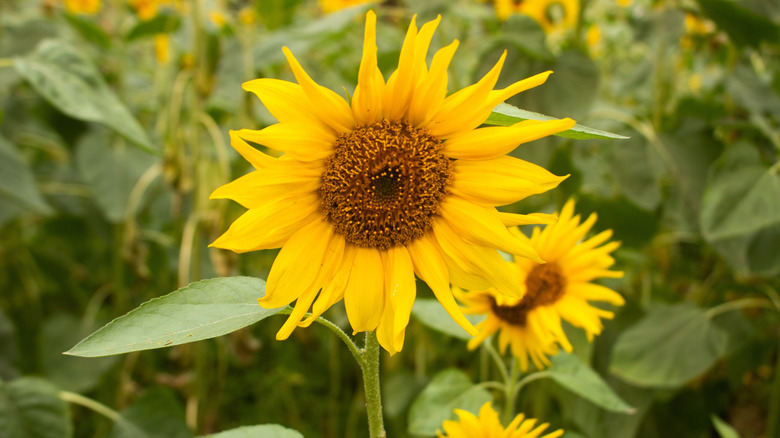 Sunflowers bloom with bold yellow flowers.