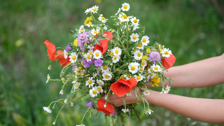 Top view on Hands of young caucasian woman hold wild flower bouquet on beautiful green background.