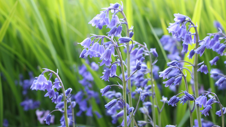 close up of bluebell flowers