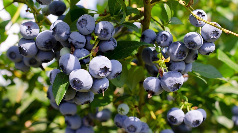 A blueberry bush