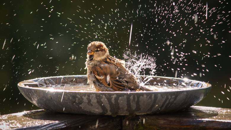 Bird enjoying a wash in a bird bath, with water splashing everywhere