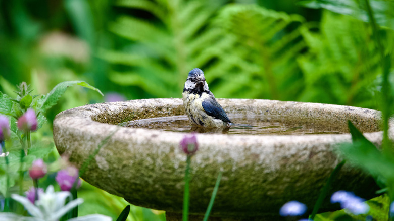 Small blue and white bird sitting in a bird bath, surrounded by flowers and lush foliage