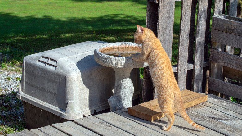 Cat leaning on bird bath in backyard