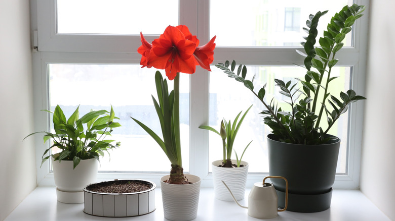 amaryllis and other potted plants on a windowsill