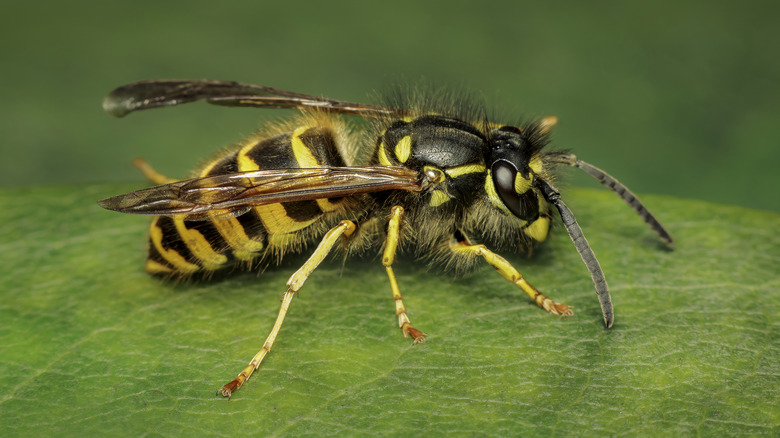 A wasp resting on a leaf