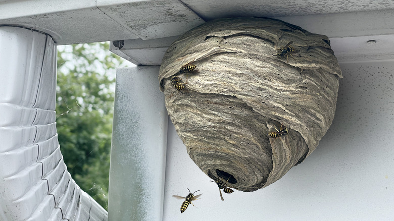 A wasp nest on a house