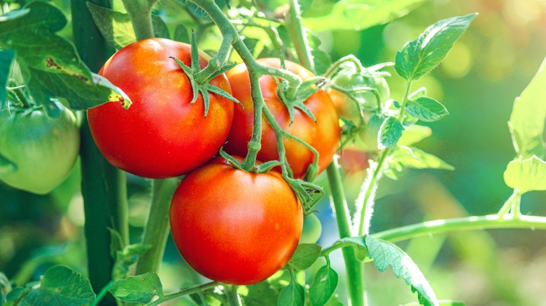 Red tomatoes grow on a plant.