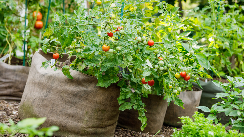 Large tomato plants thrive in grow bags.