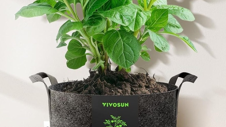 A plant grows in a VIVOSUN bag.