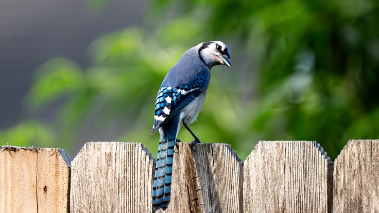 A bluejay sitting on a fence post.