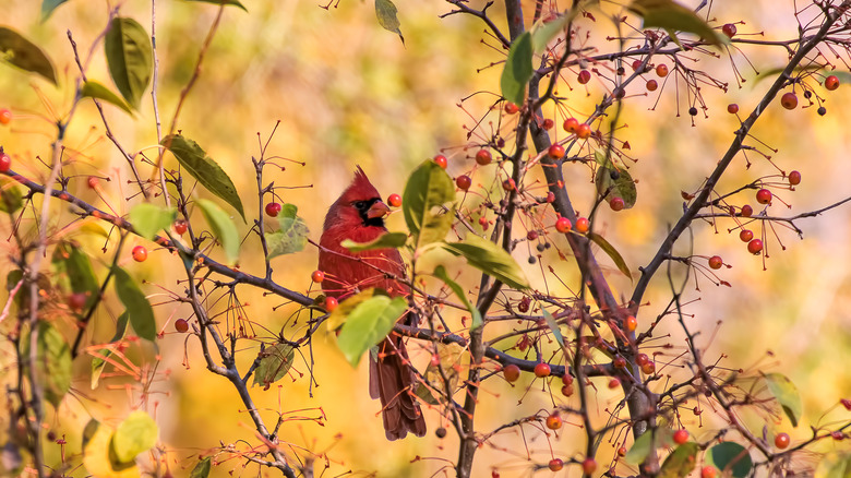 Northern Cardinal surrounded by berries.