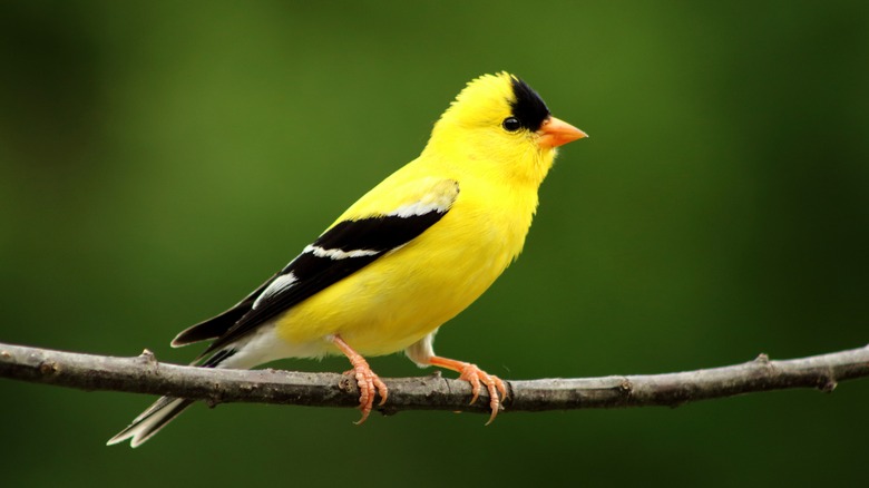 Gold finch sitting on a branch.