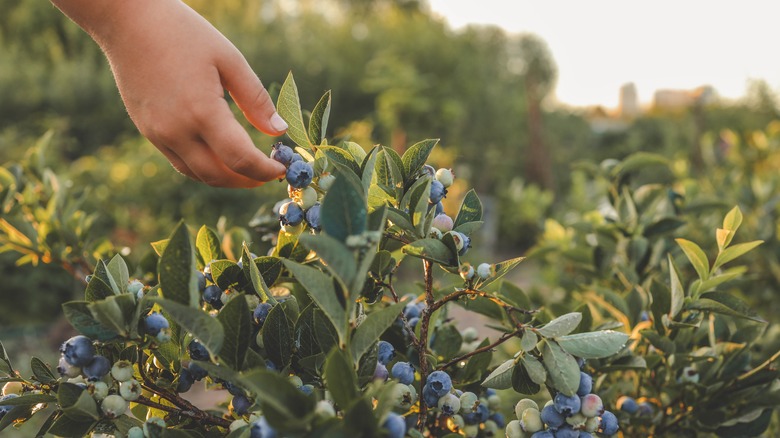 Blueberries in a garden.
