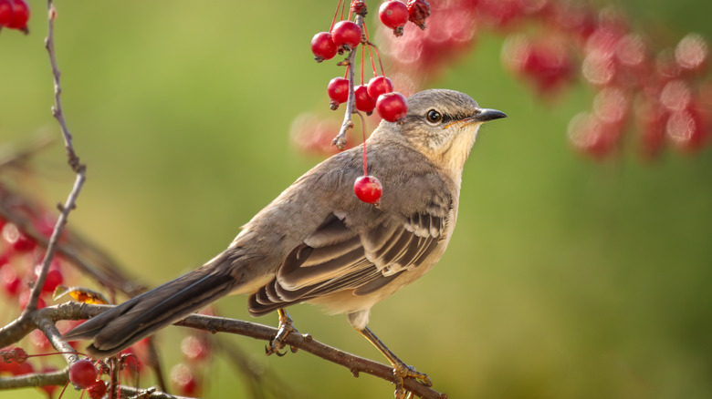 Northern mockingbird surrounded by berries.