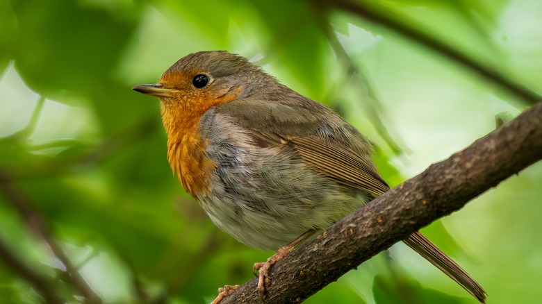A small robin sitting on a branch