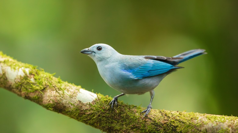Blue tanager sitting on a branch
