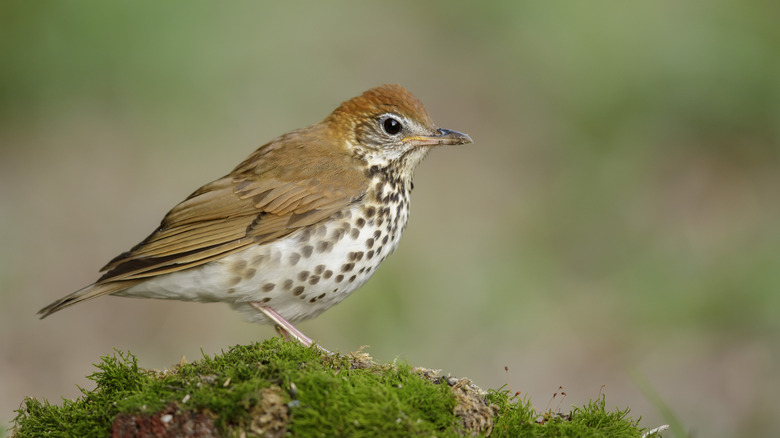 Thrush on a branch.