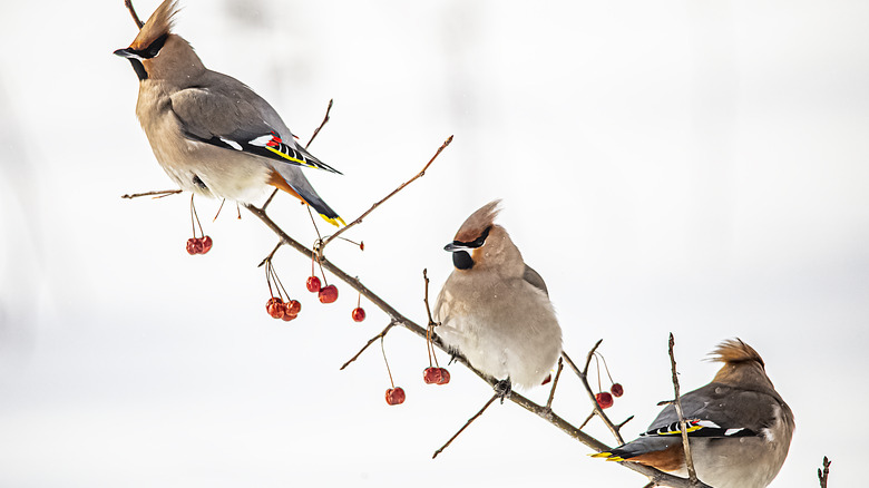 Waxwings sitting on a branch with berries.